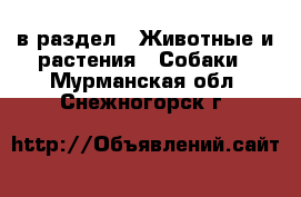  в раздел : Животные и растения » Собаки . Мурманская обл.,Снежногорск г.